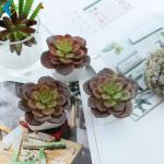 Home Decor Fake Potted Cactus , 11cm Artificial Succulent Plants Durable