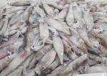 Frozen Loligo Squid Whole Round Bqf Chinese Ocean Vessels Freshness No Additives