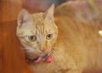 Comfortable Extra Small Safe Cat Collars Bobby Cat Collar