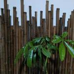 3 Feet Raw Bamboo Poles Sticks Natural Carbonized Black Painting 595cm For