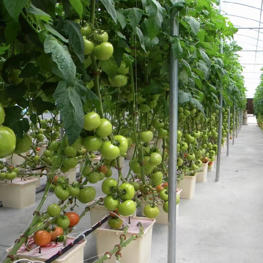 Trademarked Hydroponic Drip Irrigation Greenhouse Kit