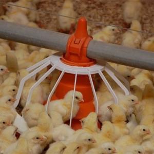 Wholesale Portable Galvanized 450kg Chain Feeder System Poultry from china suppliers