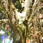 Anti UV Artificial Banyan Tree Large Outdoor Foliage Plant UV Resistant Or Fire