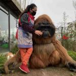 Adult Gorilla Costume Realistic Gorilla Suit For Theme Park