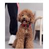 Buy cheap Adjustable Rechargeable Nylon Pets Safety Pet Dog Collar necklace with LED from wholesalers