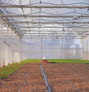 Wholesale US Currency Multi-Span Film Agricultural Greenhouse for Large Scale Farming/Cultivation from china suppliers