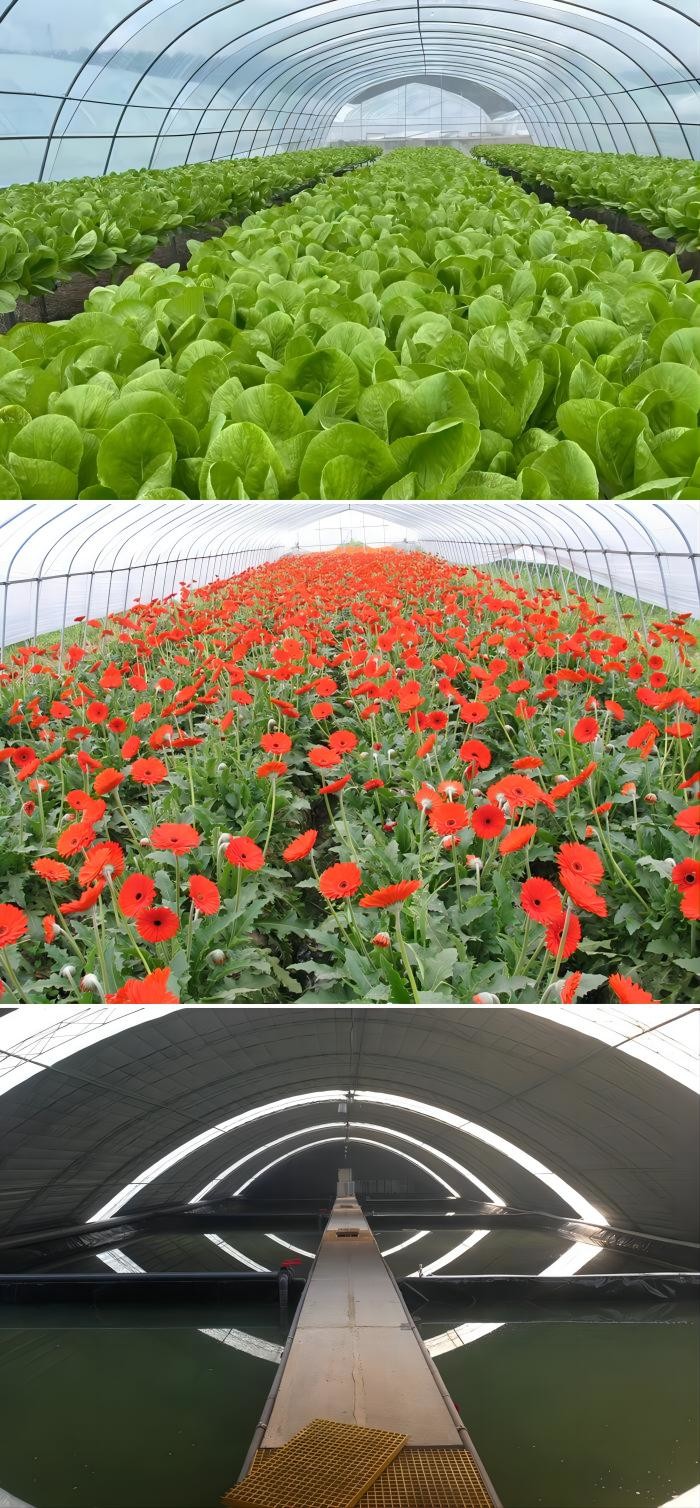 9x30m Plastic Tunnel Greenhouse Covered Plastic Film For Vegetable Growing