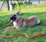 Slip Braided Rope Heavy Duty Dog Leash No Pull Training Lead Nylon Material