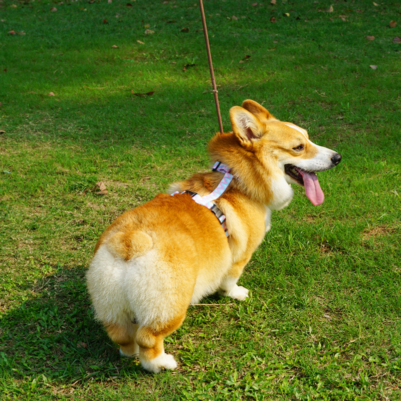 Dog Leash Vest Pet Harness Reflective Strip Dog Chain Supplies with Custom Logo and Padded Design