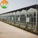 Top and Side Ventilation System Large Glass Garden Greenhouse