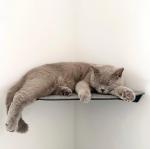 Keep Your Cat Active and Healthy with Yellow Floating Cat Wall Shelves Steel