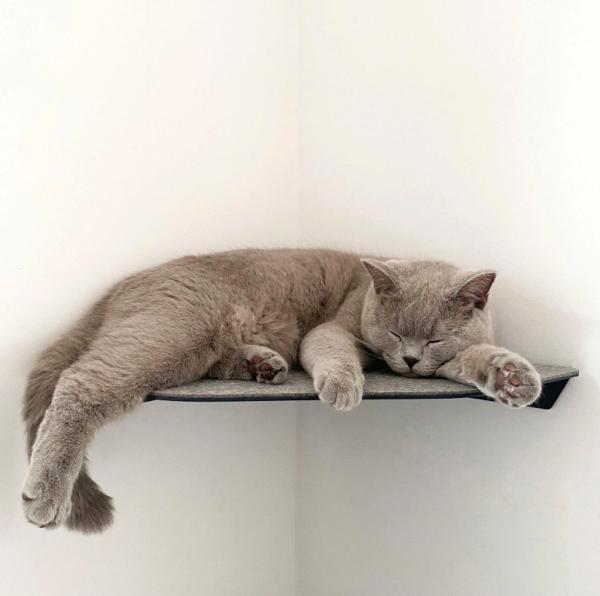 Keep Your Cat Active and Healthy with Yellow Floating Cat Wall Shelves Steel