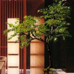 Health Environmental Protection Artificial Maple Tree 10 Years Life Time