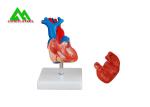 Plastic Human Anatomical Heart Model Life Size For Medical Students