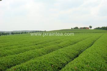 Jiangxi Rain Tea Co.,Ltd