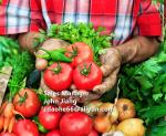 Premium Oligopeptide & Free Amino Acid Liquid Fertilizer