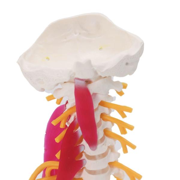 Spine Cervical Vertebra Full Size Medical Skeleton Nerves Posterior Occipital