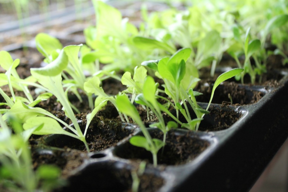 Vegetable garden Seedlings plants Growing tray seed trays 200 Cell Seed Tray with low price