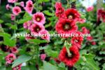 Chinese manufacturer supply Althaea Officinalis Root Extract with competitive