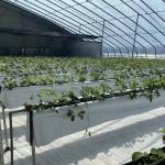 Arched Roof Aquaculture Flower Sunlight Greenhouse System 30-Day Money Back