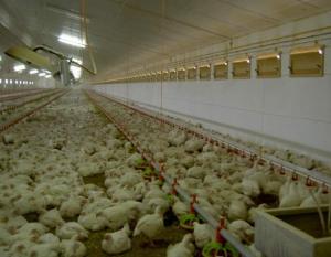 China Poultry System  Farm Construction  Large Chicken Farm  NorthHusbandry Machinery  on sale
