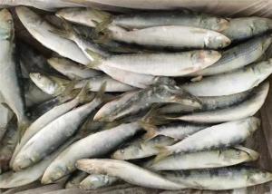 Wholesale Raw Material Sardinops Under 18 Degree Fresh Frozen Sardines from china suppliers