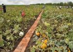New Crop Green Pumpkin Kernels Roasted Seed Products Pumpkin Seeds Are Rich In