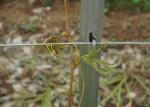 Q235 Steel Wine Garden Orchard Trellis Systems Metal Plant Stakes For Outdoor
