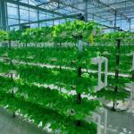 Galvanized Steel Tube Glass Greenhouse with Irrigation and Excellent Customer