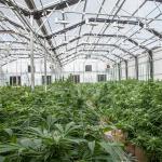 Ventilation System Polycarbonate Greenhouse PC Herbs Greenhouses With Blackout