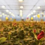 Lighting System for Container Greenhouses Package Gross Weight 2000.000kg