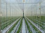 Eggplant Greenhouse Horticulture Vegetable Fruit Plastic PP Twine Rope UV