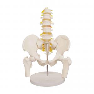 China Adult PVC Anatomical Skeleton Model Lumbar Spine Models With Pelvic Floor on sale