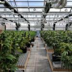 Single Span Tunnel Herb Automatic Blackout Greenhouse LED Growing