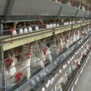 Wholesale Automated Ventilation Steel Frame Chicken Coop Management Poultry House from china suppliers