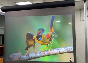 Wholesale 3D 3000 Lumens Advertising clear rear projection film Hologram Technology from china suppliers