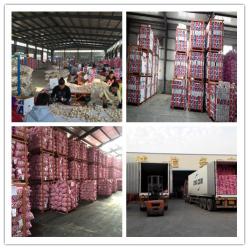 Jinxiang Huatai Fruits and Vegetables,I/E CO.,LTD