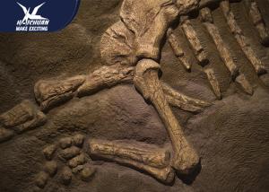 Wholesale Amusement Park Decorative Dinosaur Fossil Replicas Fiberglass Specimen Resin Material from china suppliers