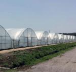 Multi-Span Hydroponic Greenhouse System for Production and Commercial Experiment
