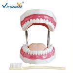 Unbreakable Dental Study Models
