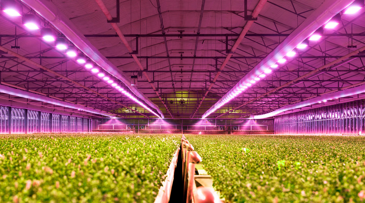 780W Full Spectrum LED Grow Lights For Hydroponics Indoor Plants 6500k