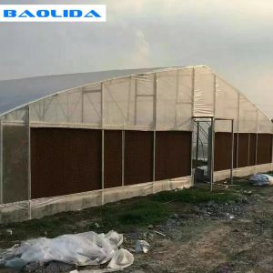 Buy cheap Vegetables Plant Polyethylene Film Greenhouse With Cooling System Easy Install from wholesalers