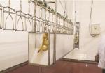 Stainless Steel Poultry Slaughtering Line 500 Bph Chicken Plucking Equipment