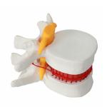 Vertebrae Column Anatomical Skeleton Model OEM For Studing