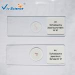Medical Human Parasitology Slides 50pcs EU Standard Glass Material For College