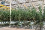Greenhouse Steel Substrate Planting Gutter Agricultural Hydroponic System For