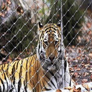 Wholesale High Tensile Inox Cable Mesh For Tiger &amp; Lion from china suppliers