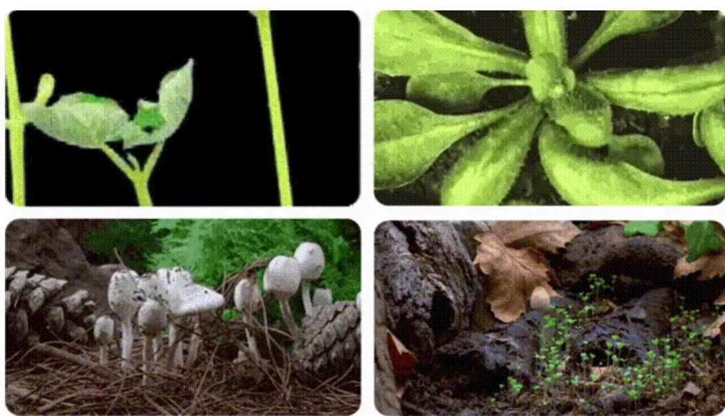 Biological Countertop Compost Machine Recycle With Air Switch Control