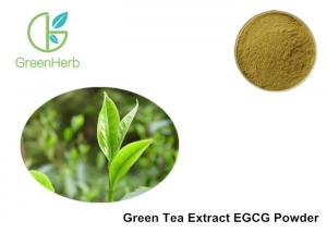 China Food Grade Pure Green Tea Extract Powder EGCG Powder Antioxidant Protection on sale
