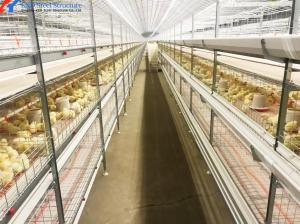 Wholesale Automatic Battery Egg Layer Cages , Chicken Laying Hens Cage Poultry Farming Equipment from china suppliers